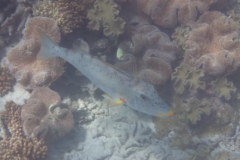ムネアカクチビ (Lethrinus xanthochilus)