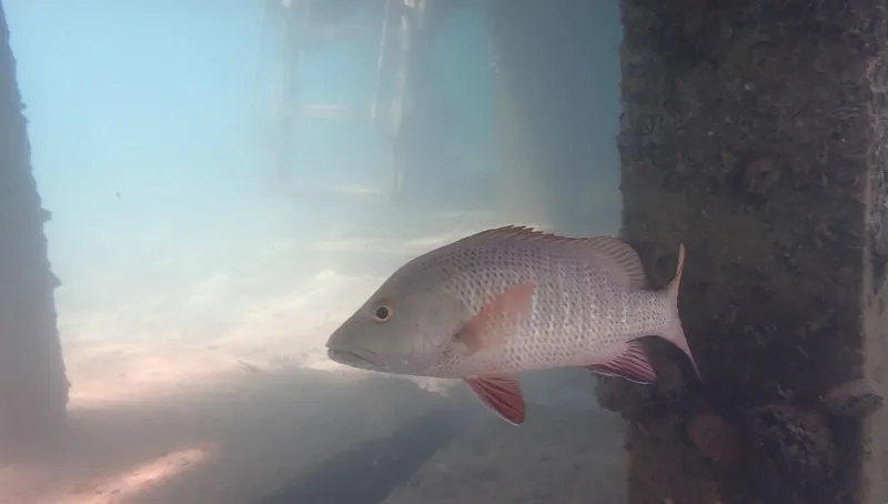 ゴマフエダイ (Lutjanus argentimaculatus)