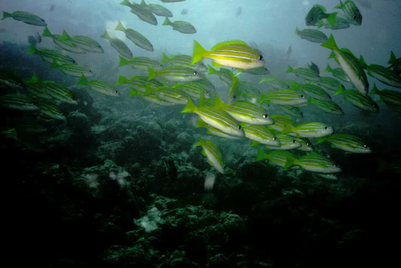 Bengal Snapper (Lutjanus bengalensis)