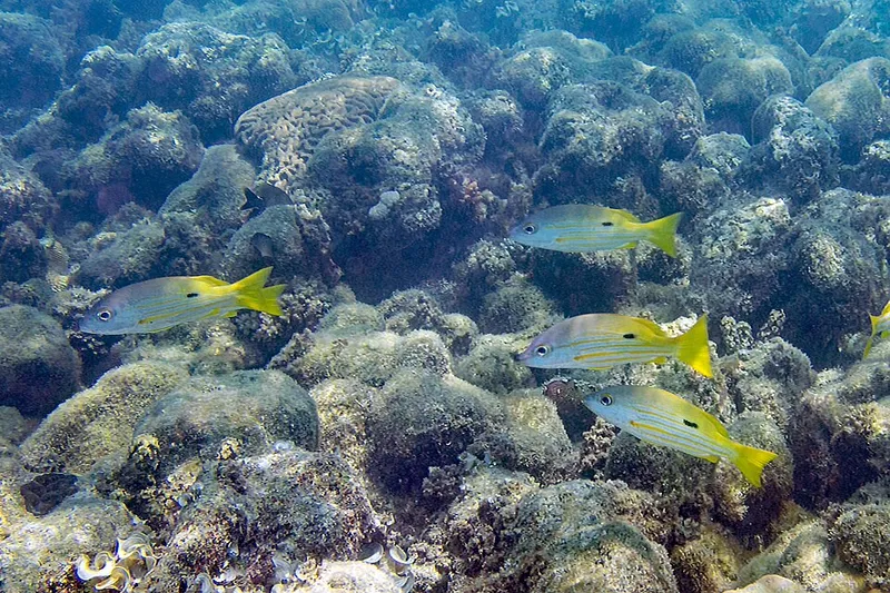 ニセクロホシフエダイ (Lutjanus fulviflamma)