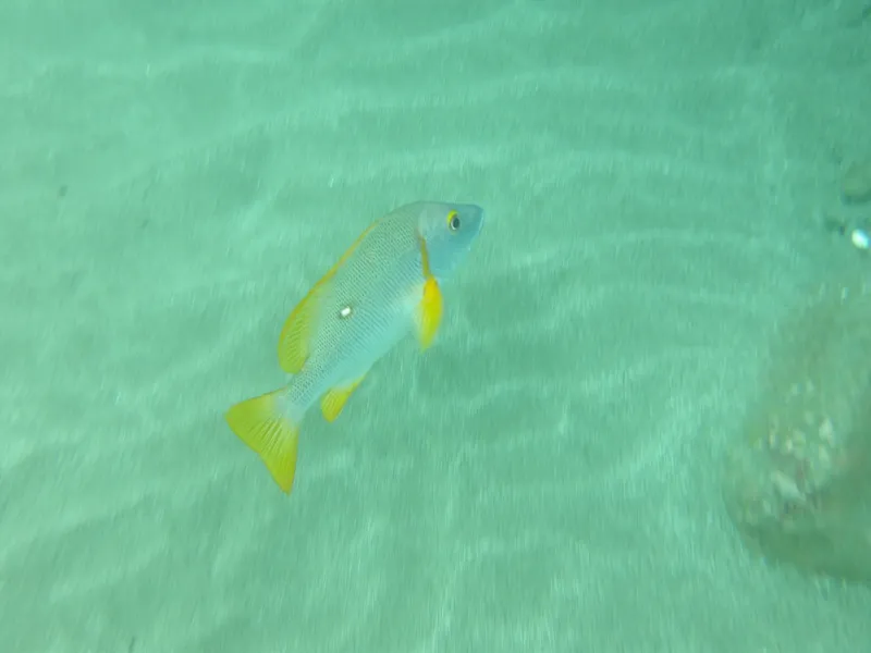 White-spotted Snapper (Lutjanus stellatus)