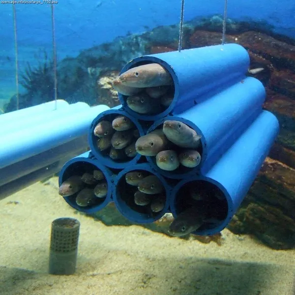 マアナゴ (Conger myriaster)