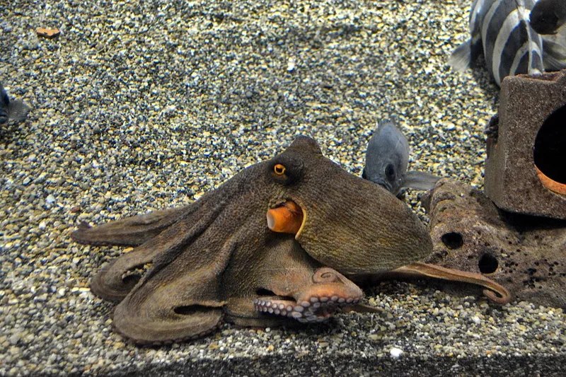 マダコ (Octopus sinensis)
