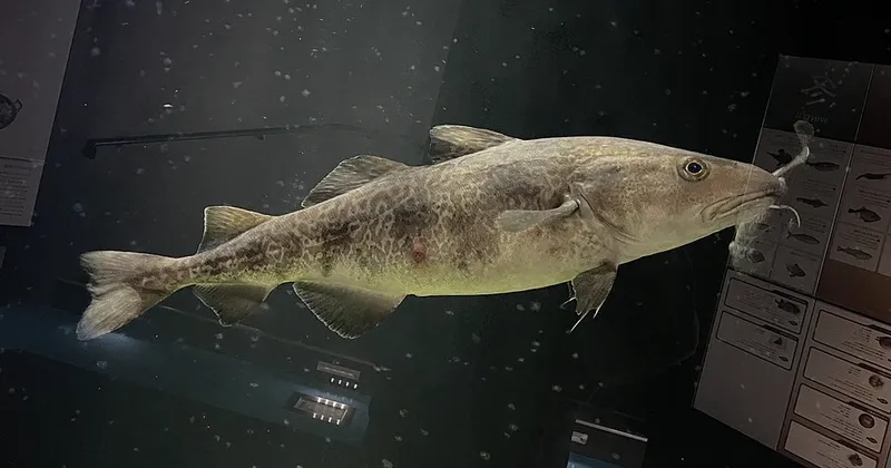 マダラ (Gadus macrocephalus)