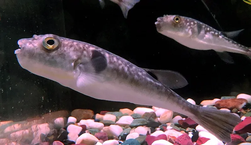 マフグ (Takifugu porphyreus)