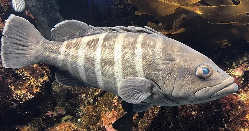マハタ (Epinephelus septemfasciatus)