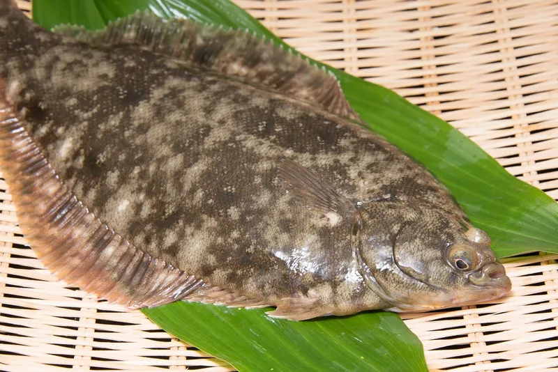 マコガレイ (Pseudopleuronectes yokohamae)