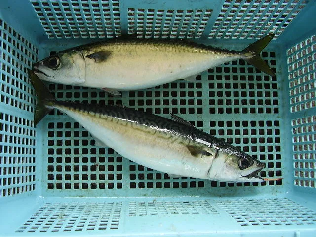 マサバ (Scomber japonicus)