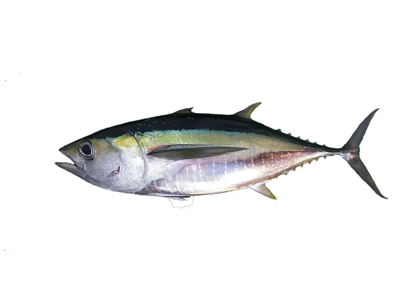 メバチ (Thunnus obesus)