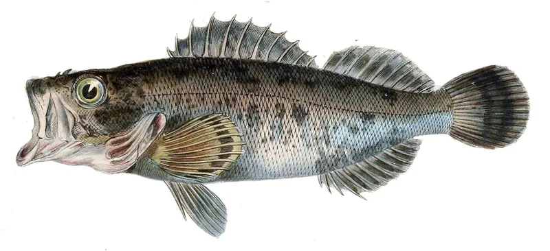メバル (Sebastes inermis)