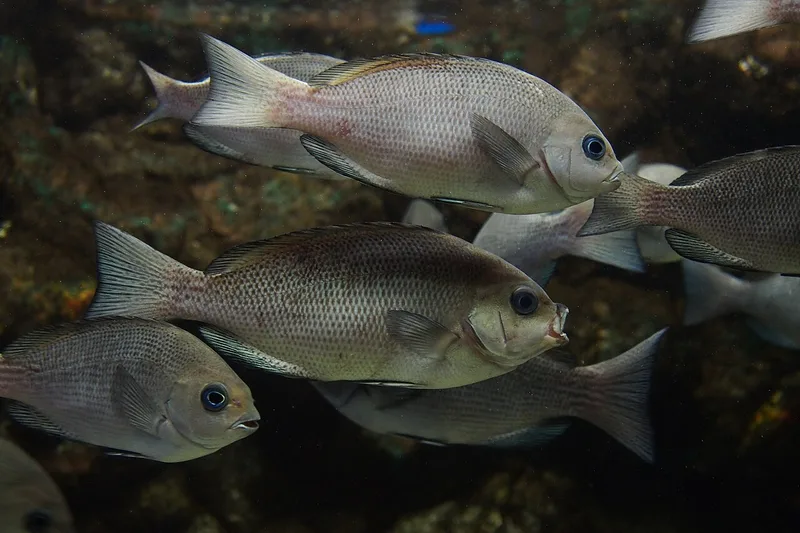 メジナ (Girella punctata)