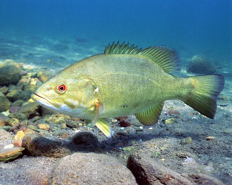 コクチバス (Micropterus dolomieu)