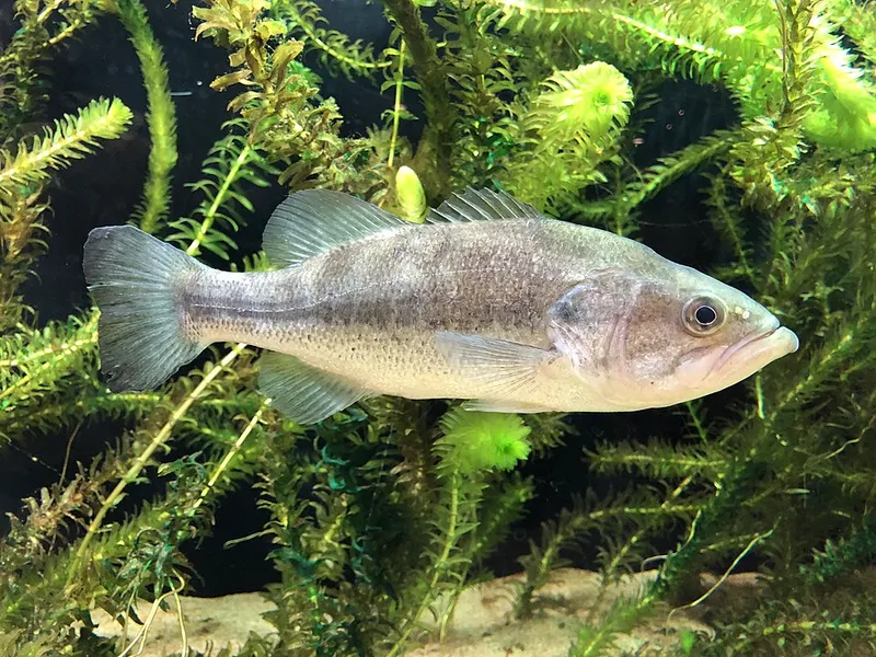 オオクチバス (Micropterus nigricans)