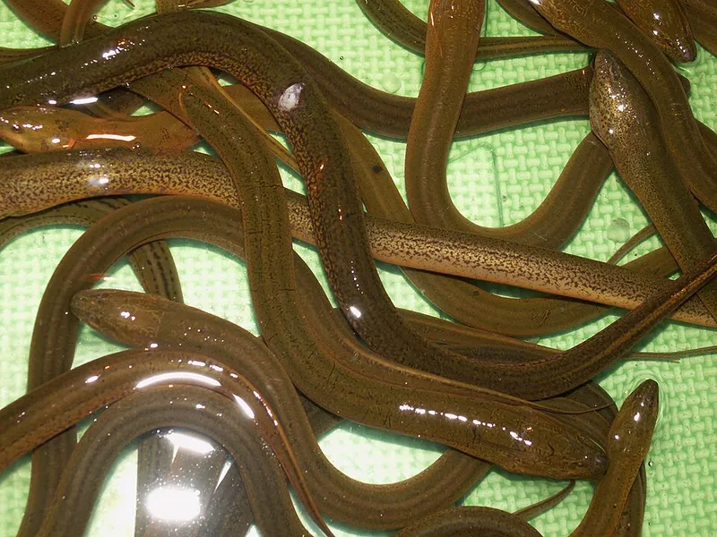 タウナギ (Monopterus albus)