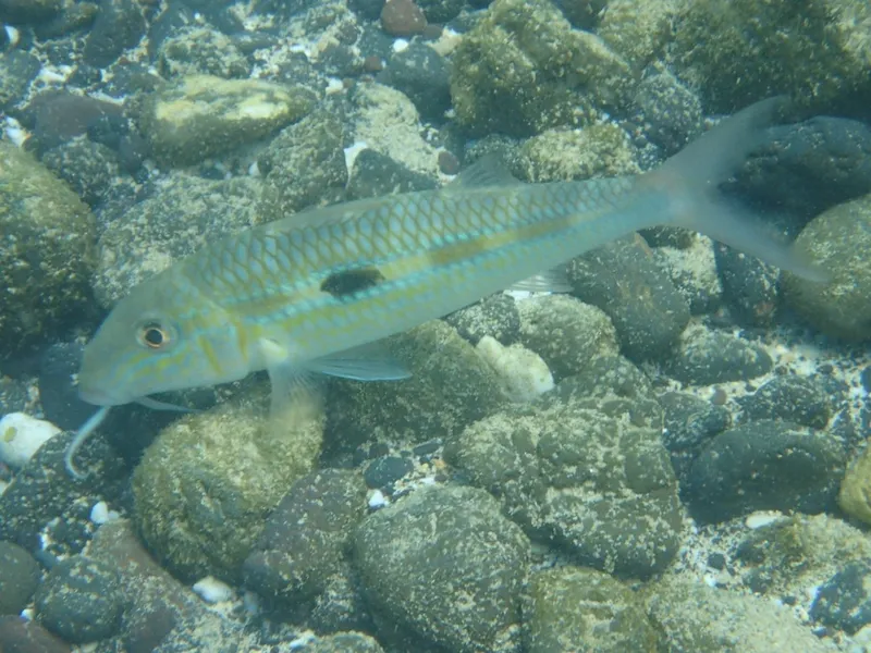 モンツキアカヒメジ (Mulloidichthys flavolineatus)