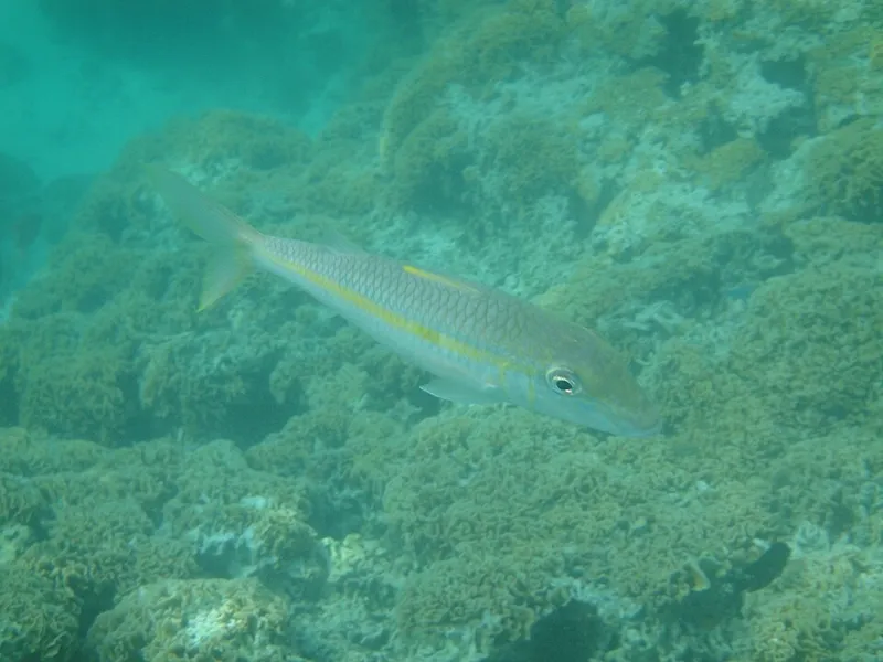 アカヒメジ (Mulloidichthys vanicolensis)