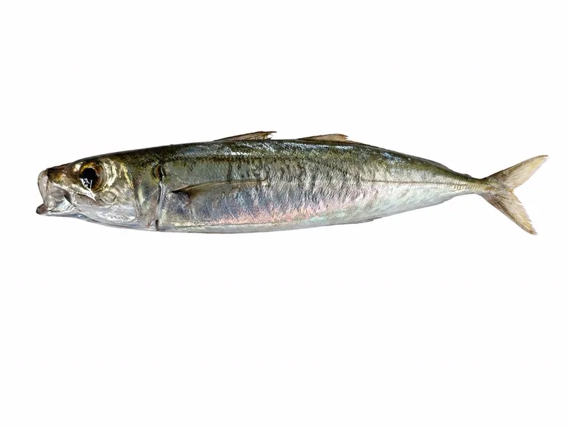 ムロアジ (Decapterus muroadsi)