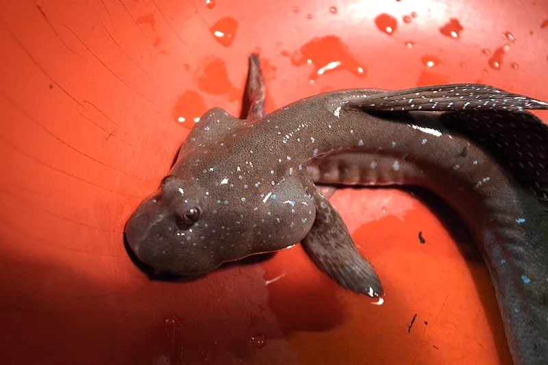 ムツゴロウ (Boleophthalmus pectinirostris)
