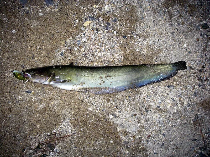 ナマズ (Silurus asotus)