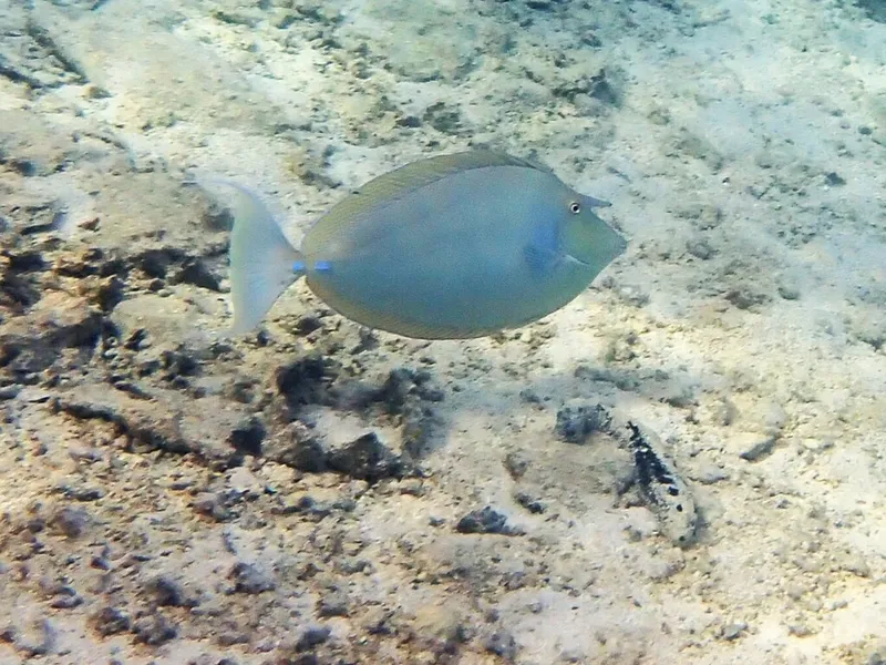 テングハギ (Naso unicornis)