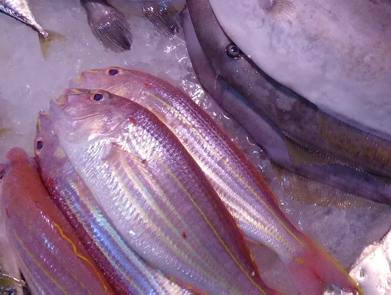 Golden Threadfin Bream (Nemipterus virgatus)
