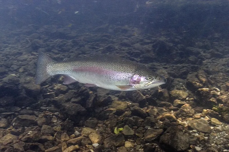 ニジマス (Oncorhynchus mykiss)