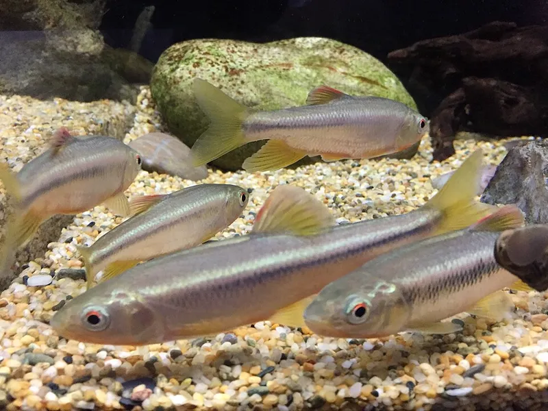 カワムツ (Nipponocypris temminckii)