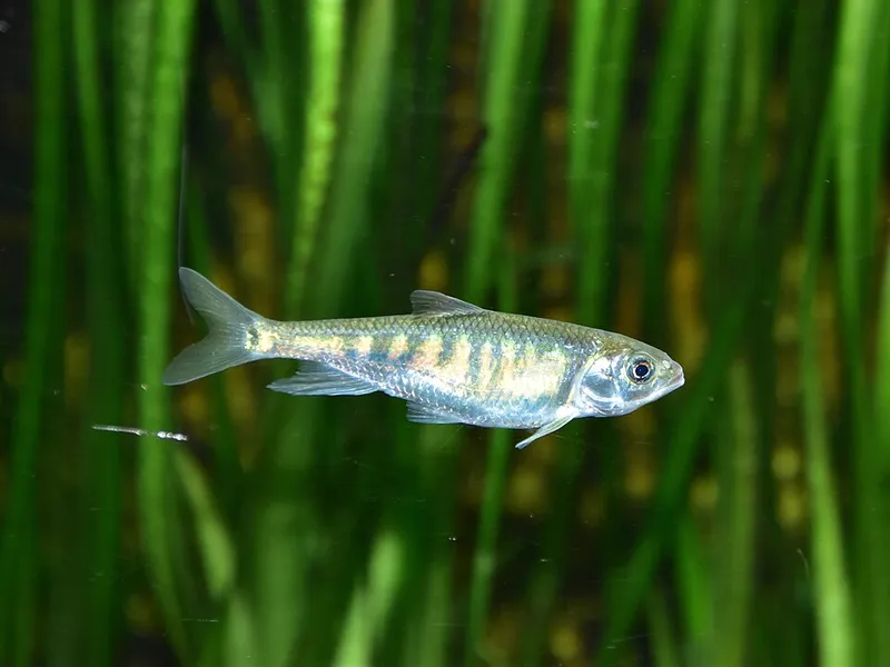 オイカワ (Opsariichthys platypus)