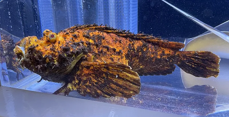 オニオコゼ (Inimicus japonicus)