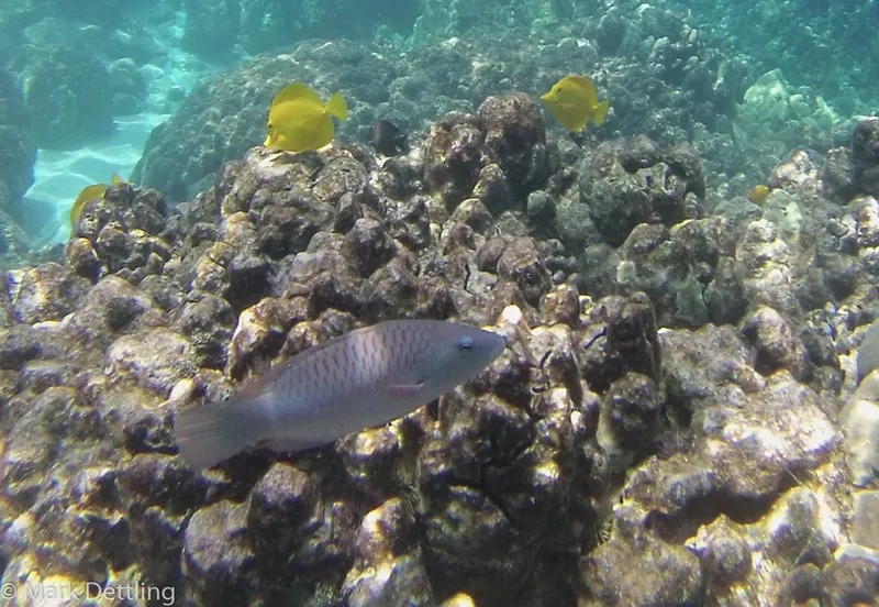 ヒトスジモチノウオ (Oxycheilinus unifasciatus)