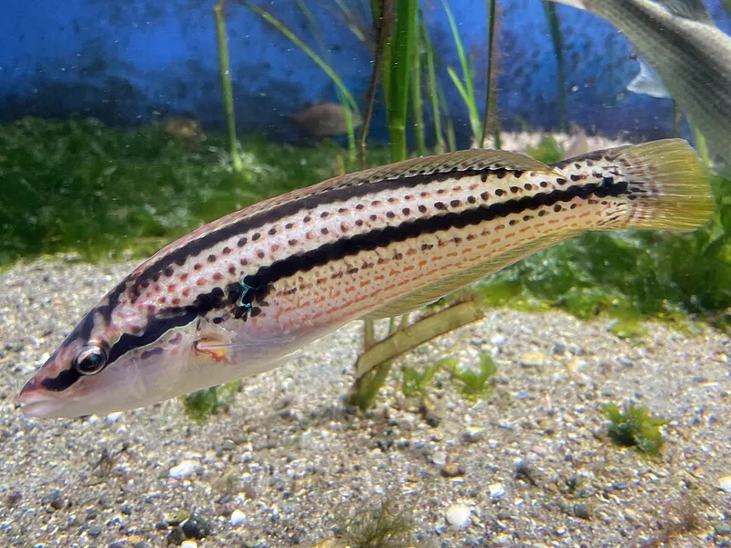 キュウセン (Parajulis poecilepterus)