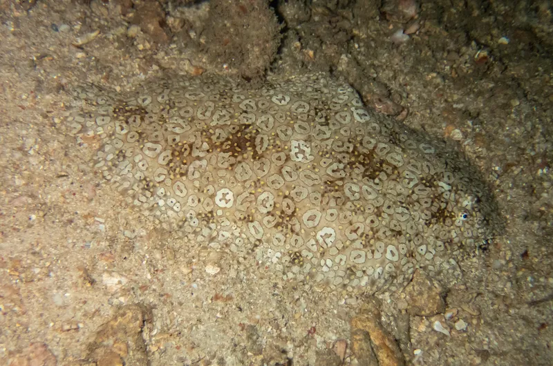 Peacock Sole (Pardachirus pavoninus)
