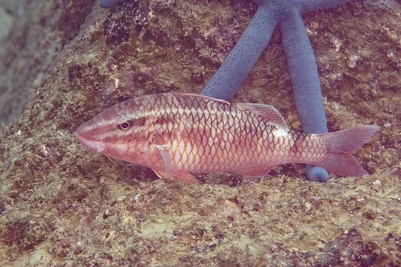 Cardinal Goatfish (Parupeneus ciliatus)