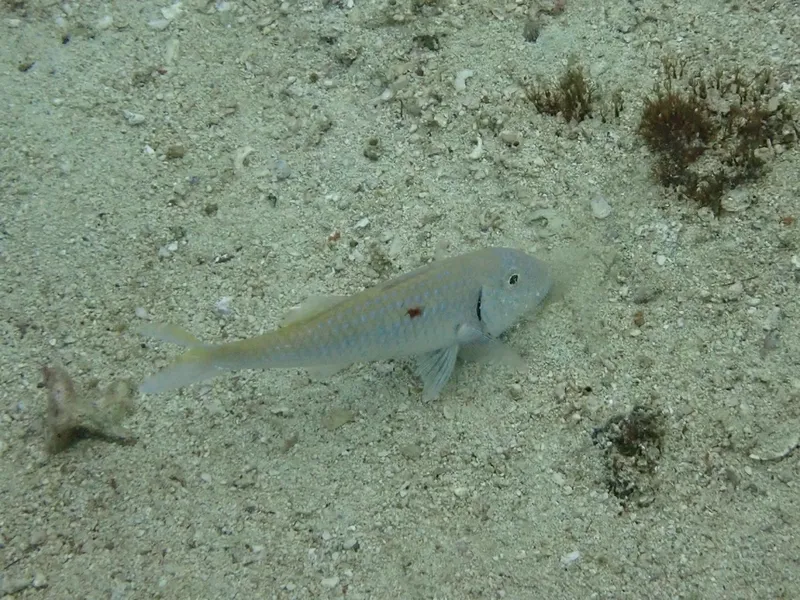 Cinnabar Goatfish (Parupeneus heptacantha)