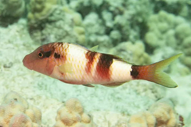 Manybar Goatfish (Parupeneus multifasciatus)