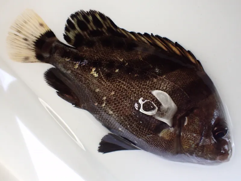 コショウダイ (Plectorhinchus cinctus)