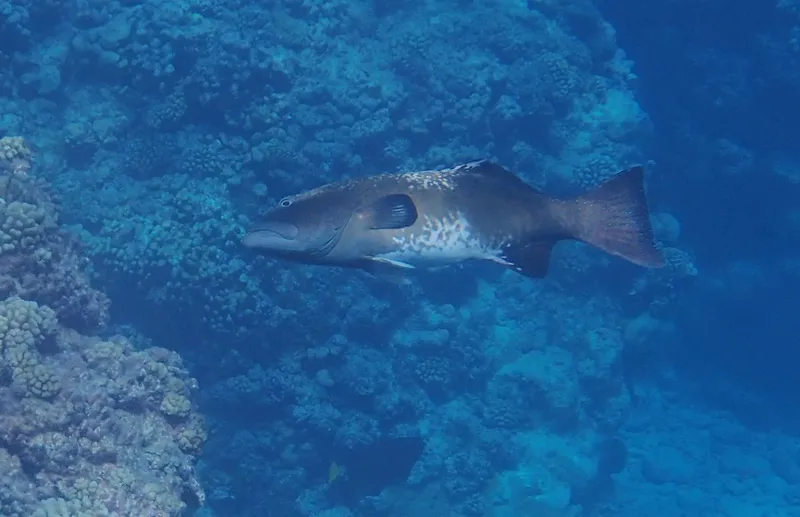 コクハンアラ (Plectropomus laevis)