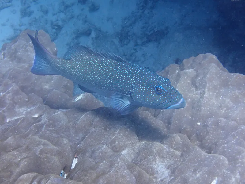スジアラ (Plectropomus leopardus)