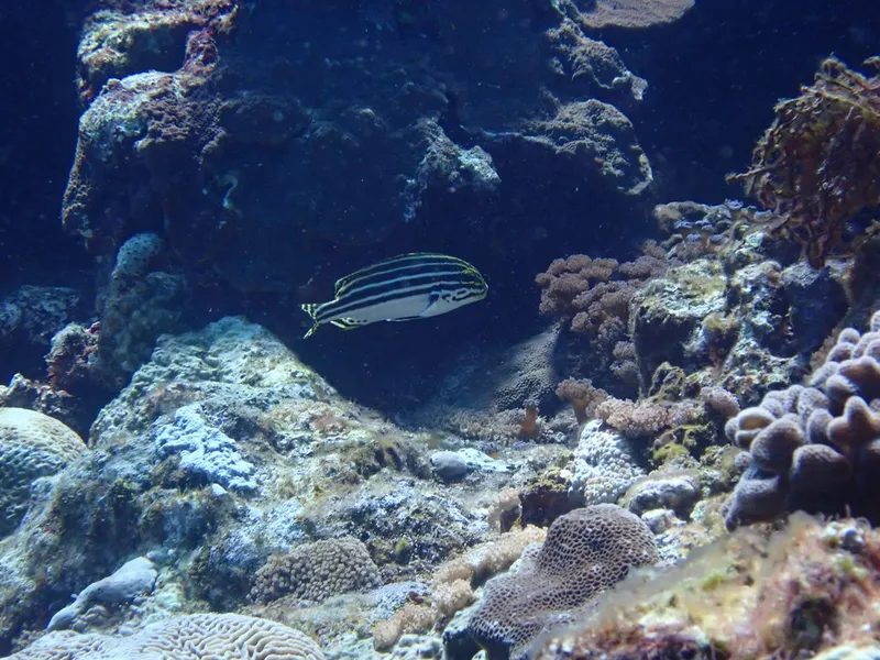 ヒレグロコショウダイ (Plectorhinchus lessonii)