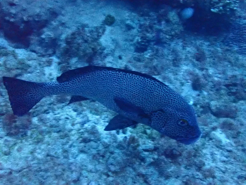アジアコショウダイ (Plectorhinchus pica)