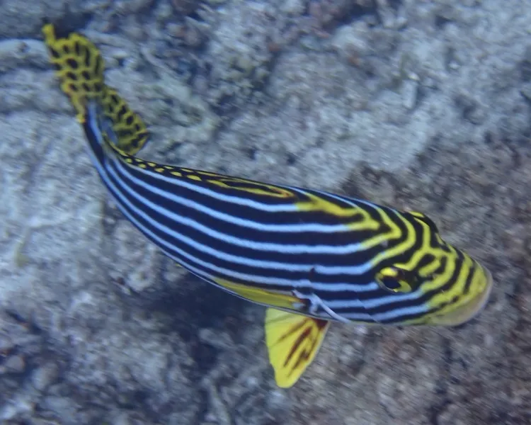 ムスジコショウダイ (Plectorhinchus vittatus)