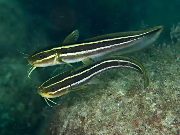 ゴンズイ (Plotosus japonicus)