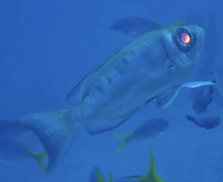 Crescent-tail Bigeye (Priacanthus hamrur)