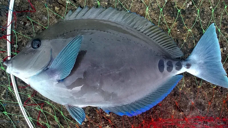 ニザダイ (Prionurus scalprum)