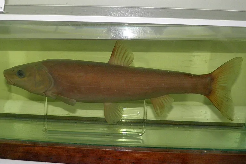 マルタ (Pseudaspius brandtii)