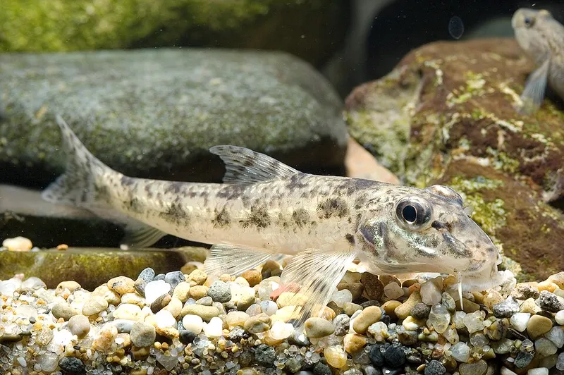 カマツカ (Pseudogobio esocinus)