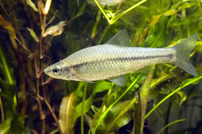 Topmouth Gudgeon (Pseudorasbora parva)