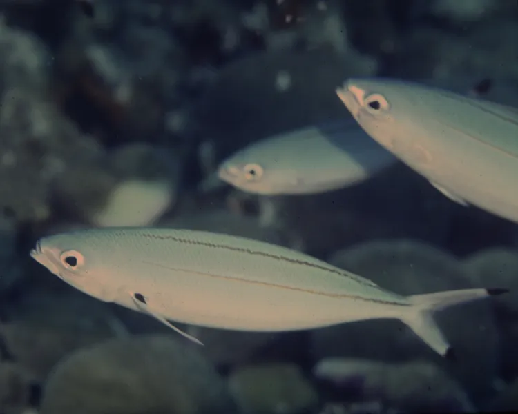 Twinstripe Fusilier (Pterocaesio marri)