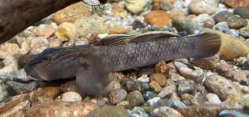 オオヨシノボリ (Rhinogobius fluviatilis)