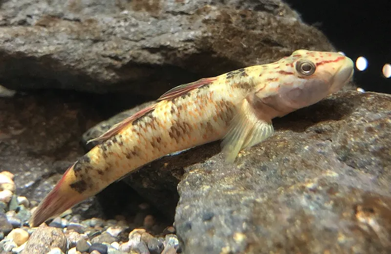 ルリヨシノボリ (Rhinogobius mizunoi)